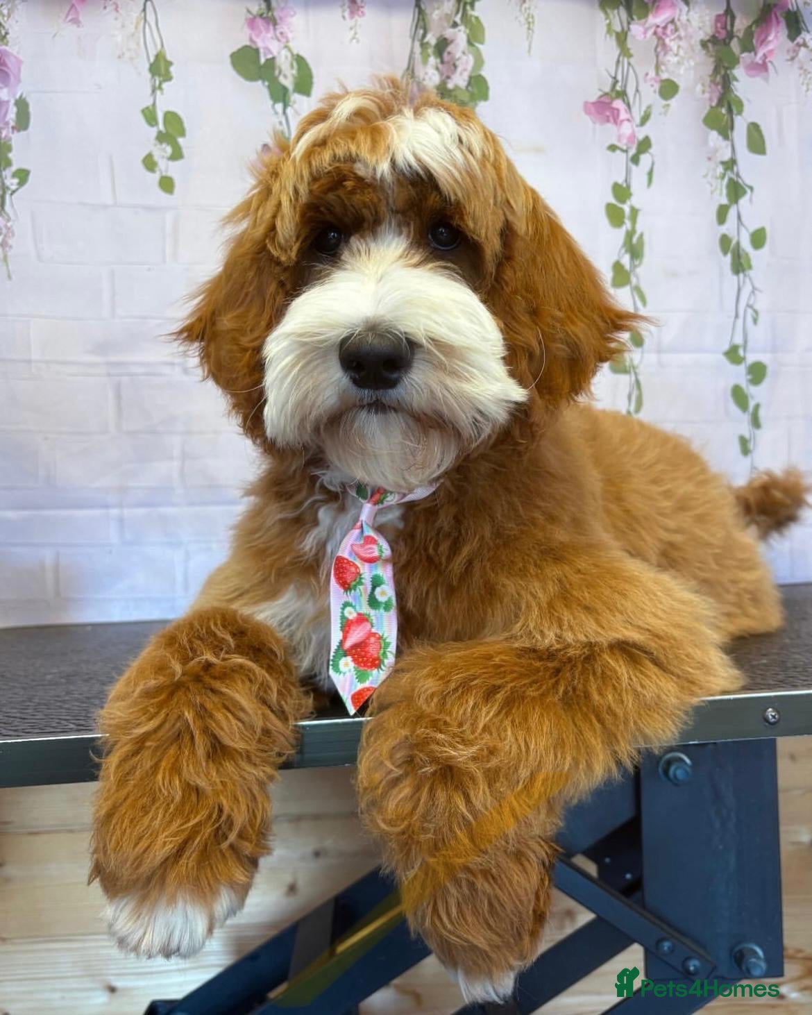 Goldendoodle dogs Australian Labradoodle RED&White TUX -Waiting list - Advert 1