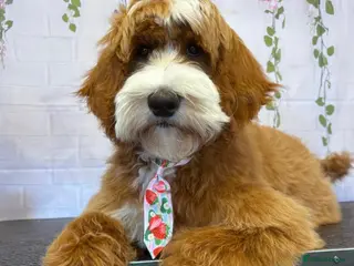 Goldendoodle dogs Australian Labradoodle RED&White TUX -Waiting list - Advert 1