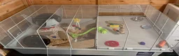Mouse rodents for sale: Really friendly black male with full set up  - Advert 2