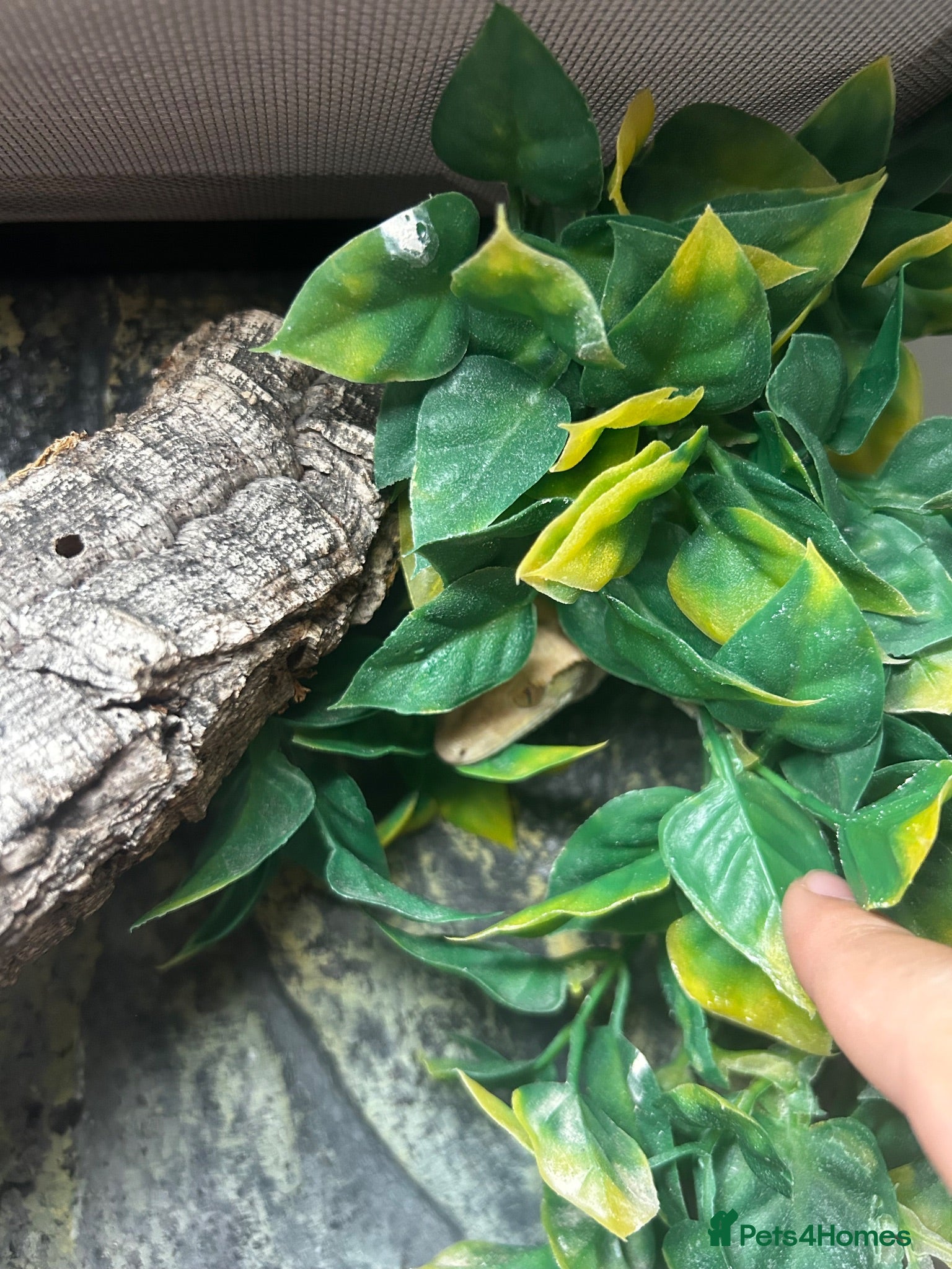 Gecko reptiles Crested gecko and set up  - Advert 2