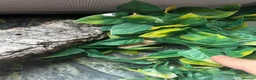 Gecko reptiles for sale: Crested gecko and set up  in Wokingham - Advert 2