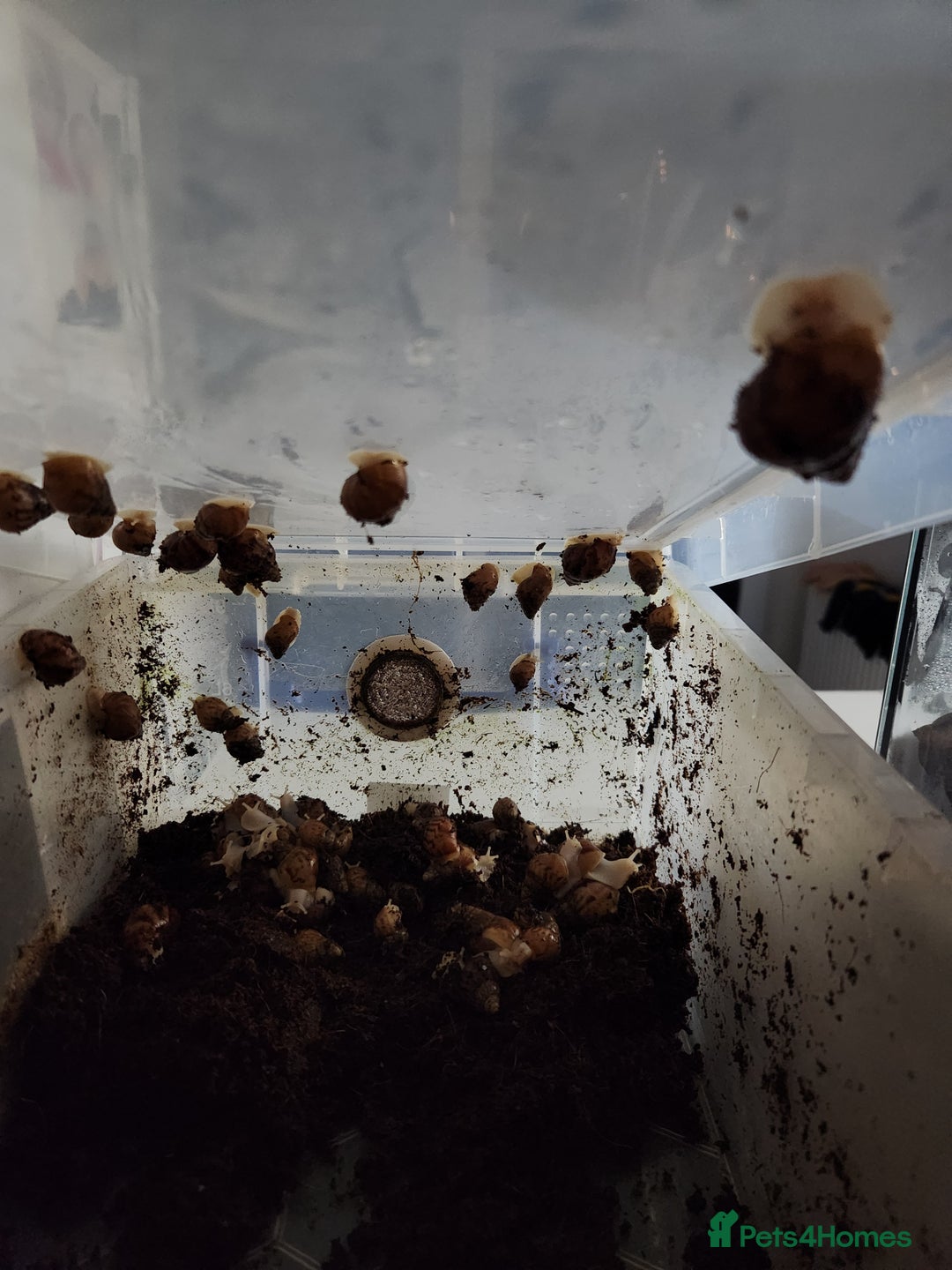 Snails invertebrates for sale: Giant african land snails albino babys  in Ferryhill - Image 3