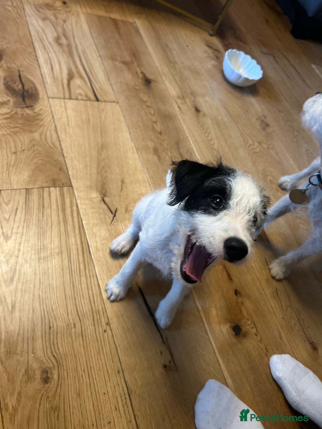Jack Russell dogs for sale: Jackrussell puppy female  - Image 3