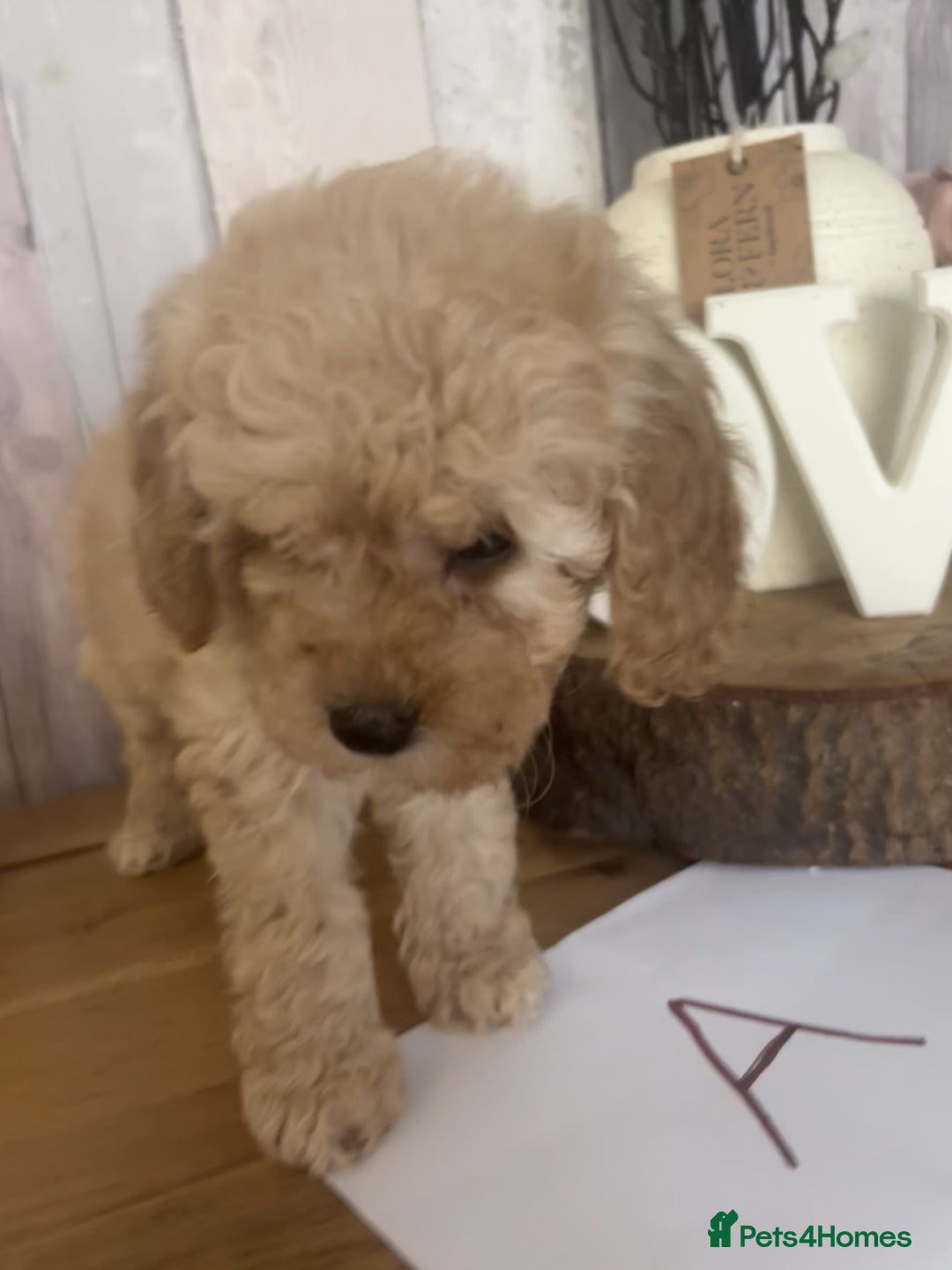 Cockapoo dogs for sale: Cockapoo Puppies looking for their forever homes - Advert 36