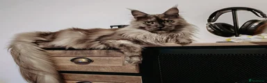 Maine Coon 1