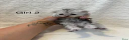 Persian cats for sale: Adorable half Persian kittens  in Wigston - Advert 6