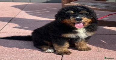 Bernedoodle dogs - Advert 7