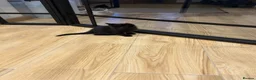Mixed Breed cats for sale: 2 female kittens in Crawley - Advert 2