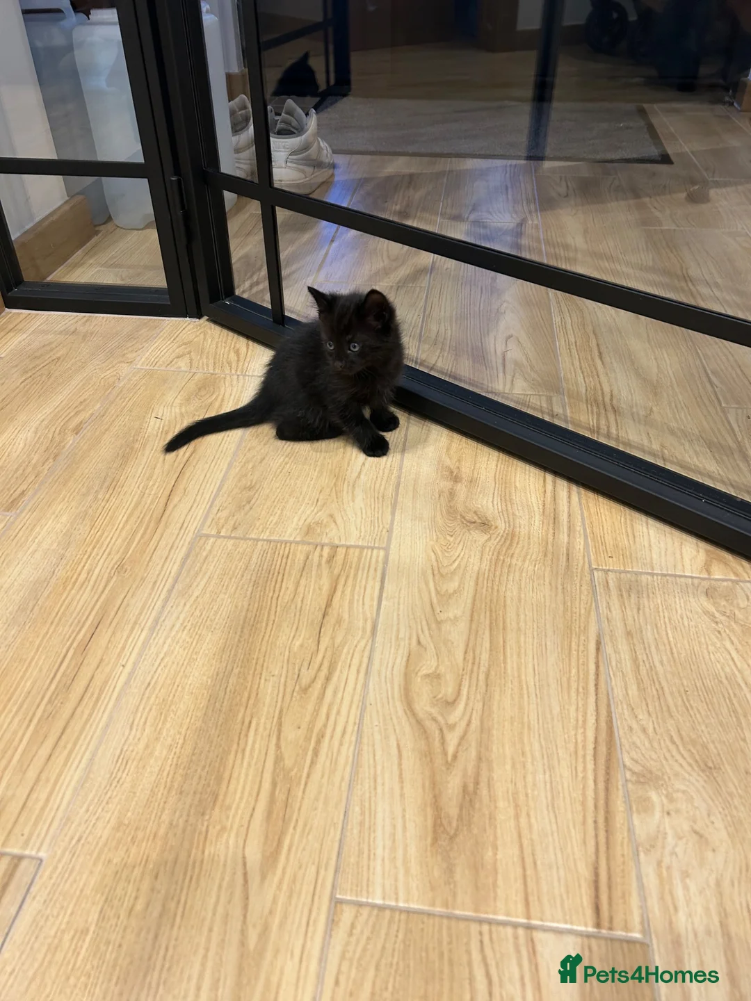 Mixed Breed cats for sale: 2 female kittens in Crawley - Advert 2
