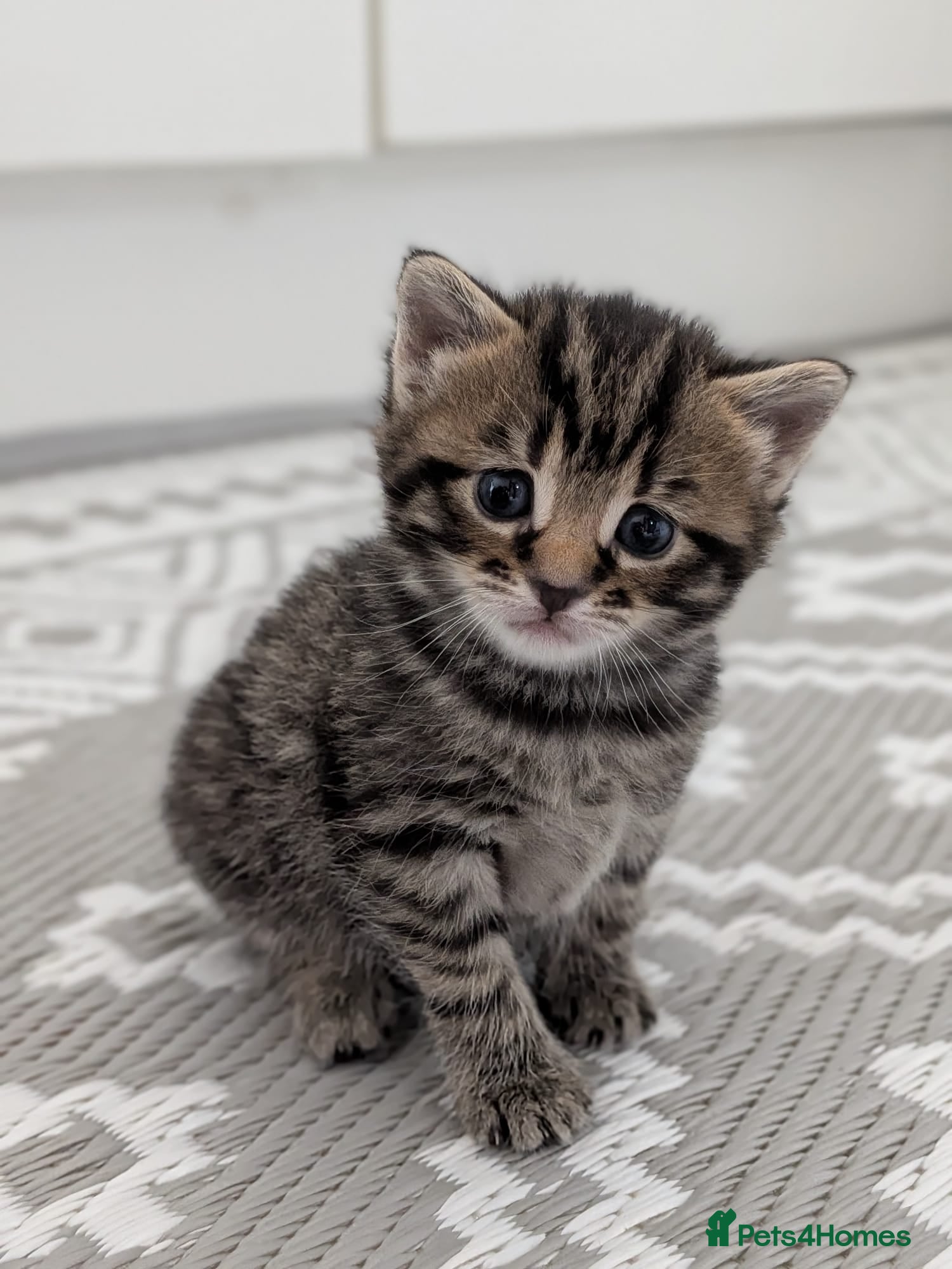 Mixed Breed Kitten 4