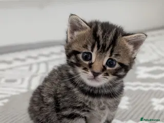 Mixed Breed cats Gorgeous Tabby Kittens - 3 Left - Advert 1
