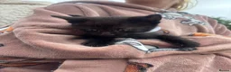 Mixed Breed cats for sale: 5 All black kittens - Advert 6