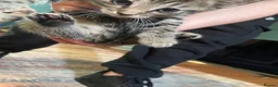 Mixed Breed cats for sale: 6 Adorable Kittens - Advert 7