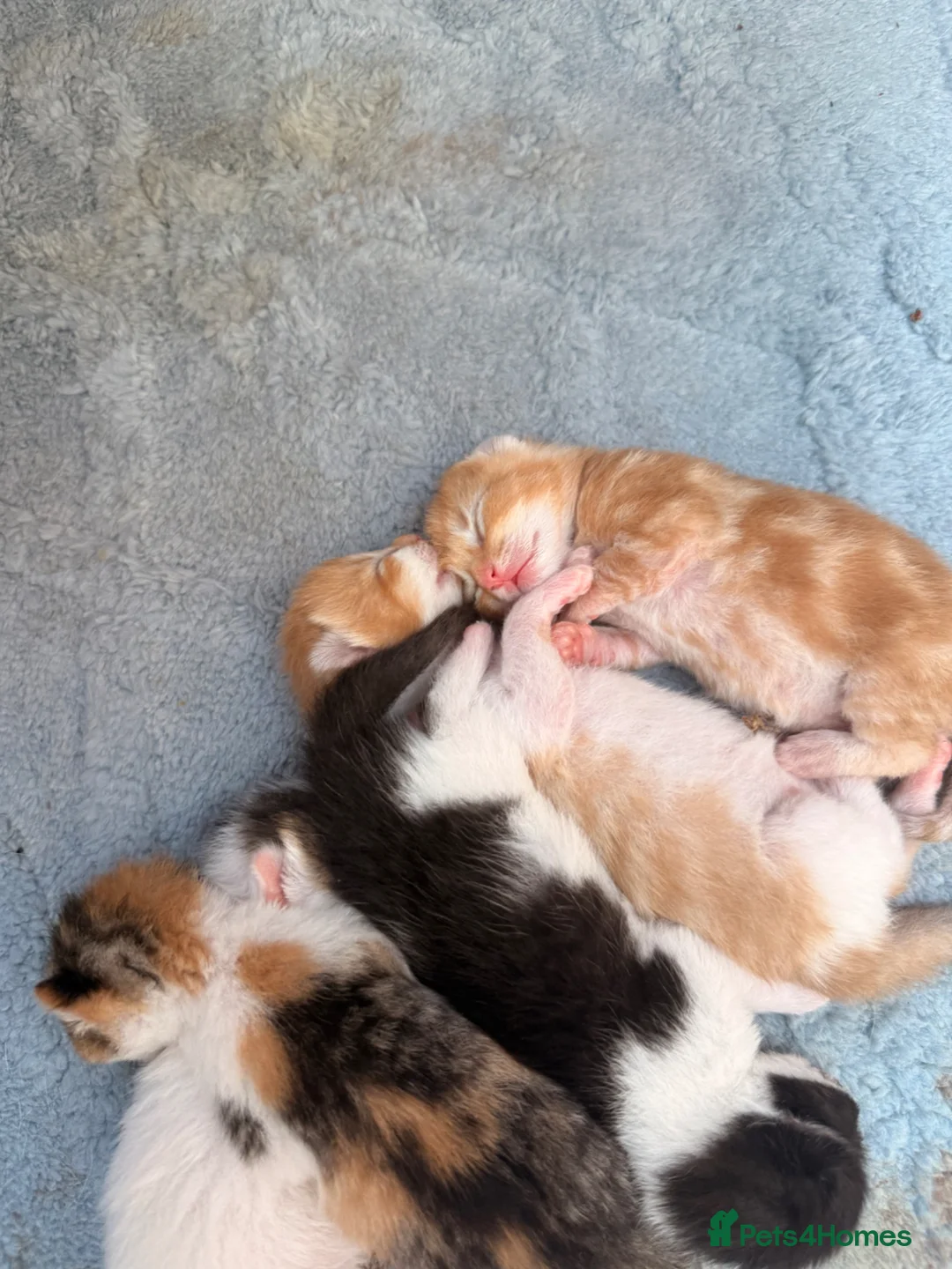 Maine Coon cats for sale: Maine coon cross kittens  - Advert 1