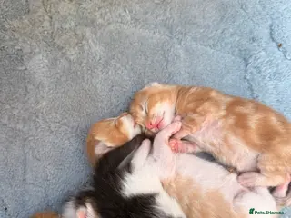 Maine Coon cats Maine coon cross kittens - Advert 1