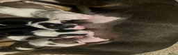 English Bull Terrier dogs for sale: Stunning KC Registered English Bullterrier Puppies - Advert 16