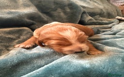 Mixed Breed dogs for sale: Australian Labradoodle puppies - Image 8