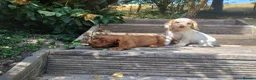 Cocker Spaniel dogs for sale: Cocker Spaniel Puppies  - Advert 10