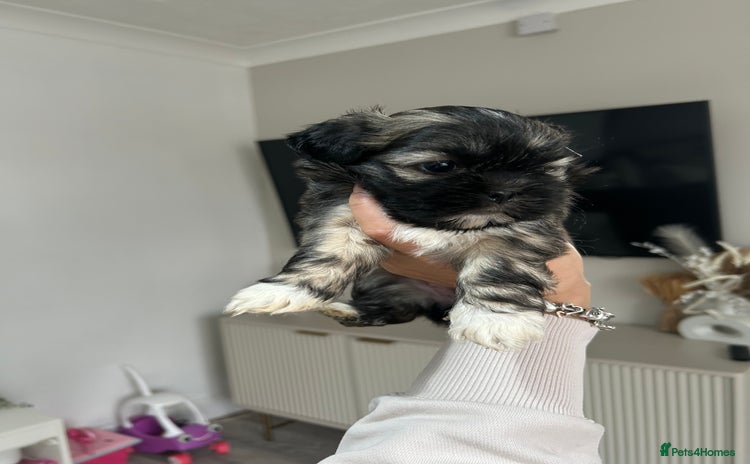 Lhasa Apso dogs Lhasa apso puppies  - Advert 13