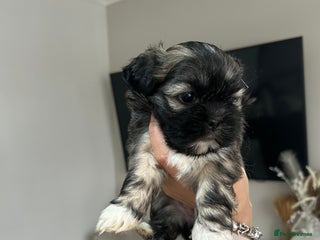 Lhasa Apso dogs Lhasa apso puppies - Advert 11