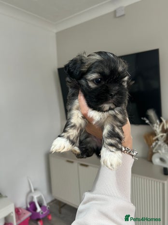 Lhasa Apso dogs Lhasa apso puppies - Advert 13