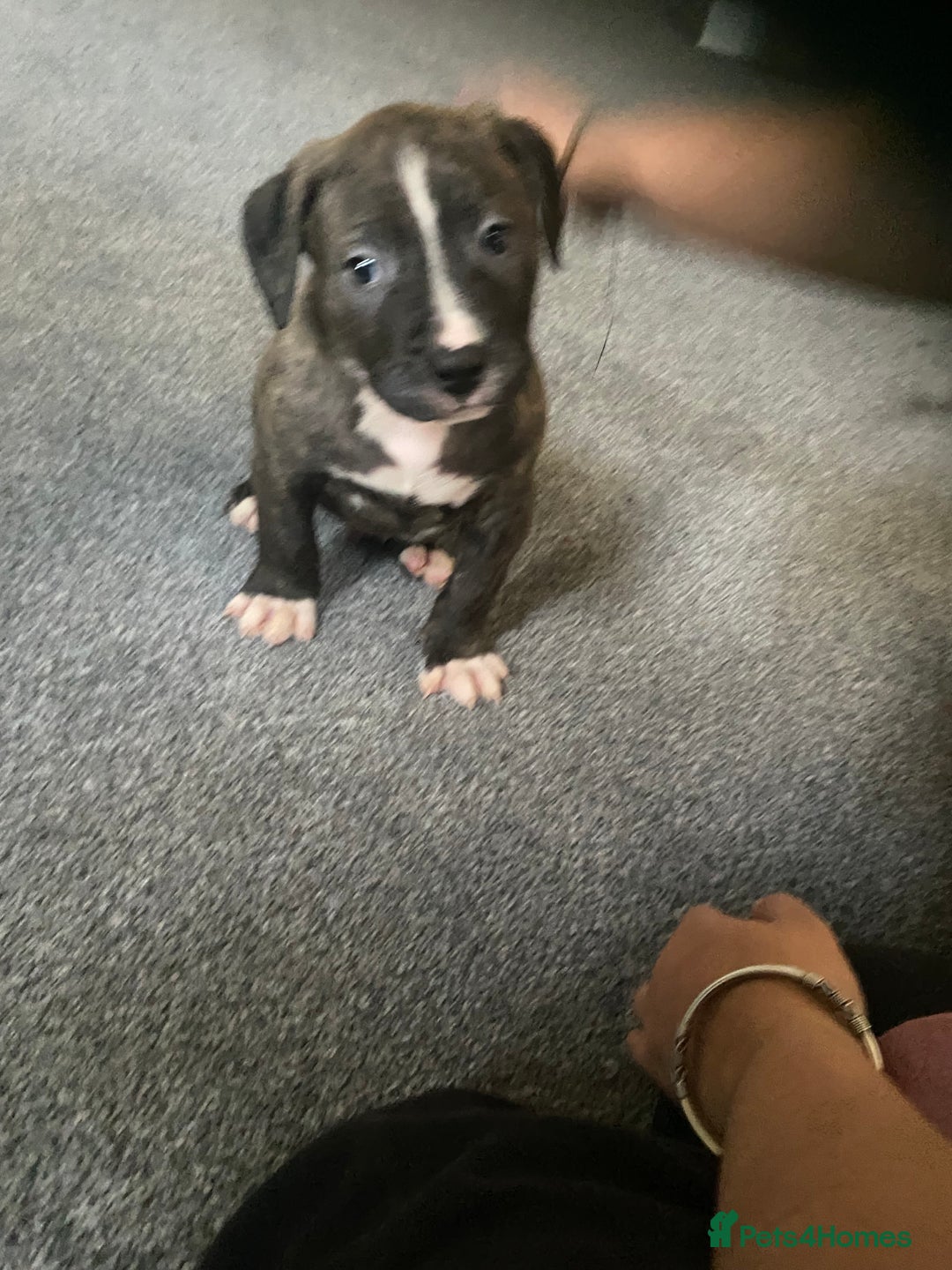 Mixed Breed dogs for sale: Scott American Bulldog Cross  - Advert 11