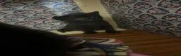 Mixed Breed cats for sale: Kitten litter for sale  in Wirral - Advert 3