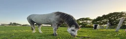 Welsh Section A horses for sale: 11.2 Welsh section A - Advert 2