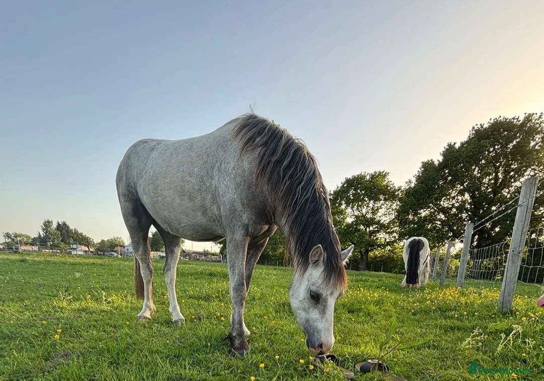 Welsh Section A horses for sale: 11.2 Welsh section A - Advert 2