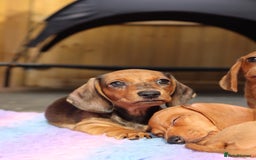 Miniature Dachshund dogs for sale: Ready now Miniature smoothhaired dachshunds - Image 18