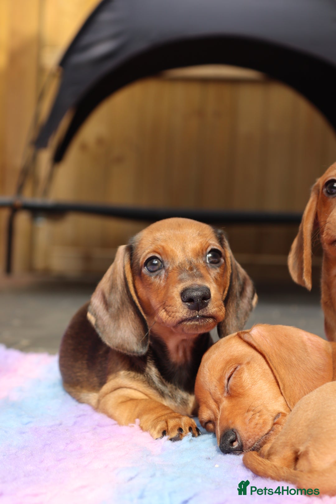 Miniature Dachshund dogs for sale: Ready now Miniature smoothhaired dachshunds - Image 18