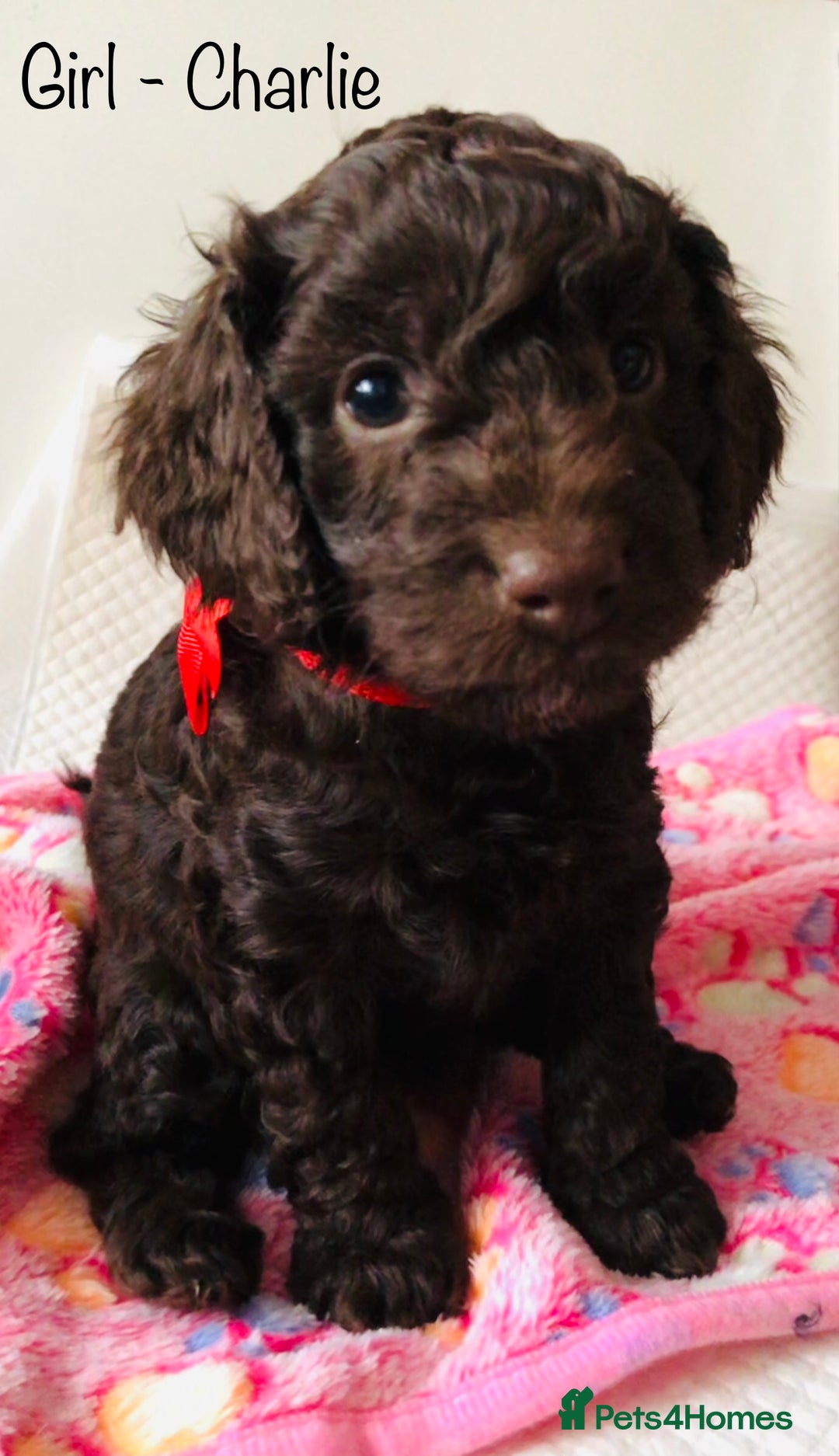 Cockapoo dogs for sale: Cockapoo Puppies - Image 7