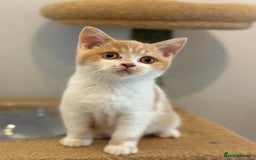 British Shorthair cats for sale: Top quality GCCF reg BSH grand champion lines - Image 33