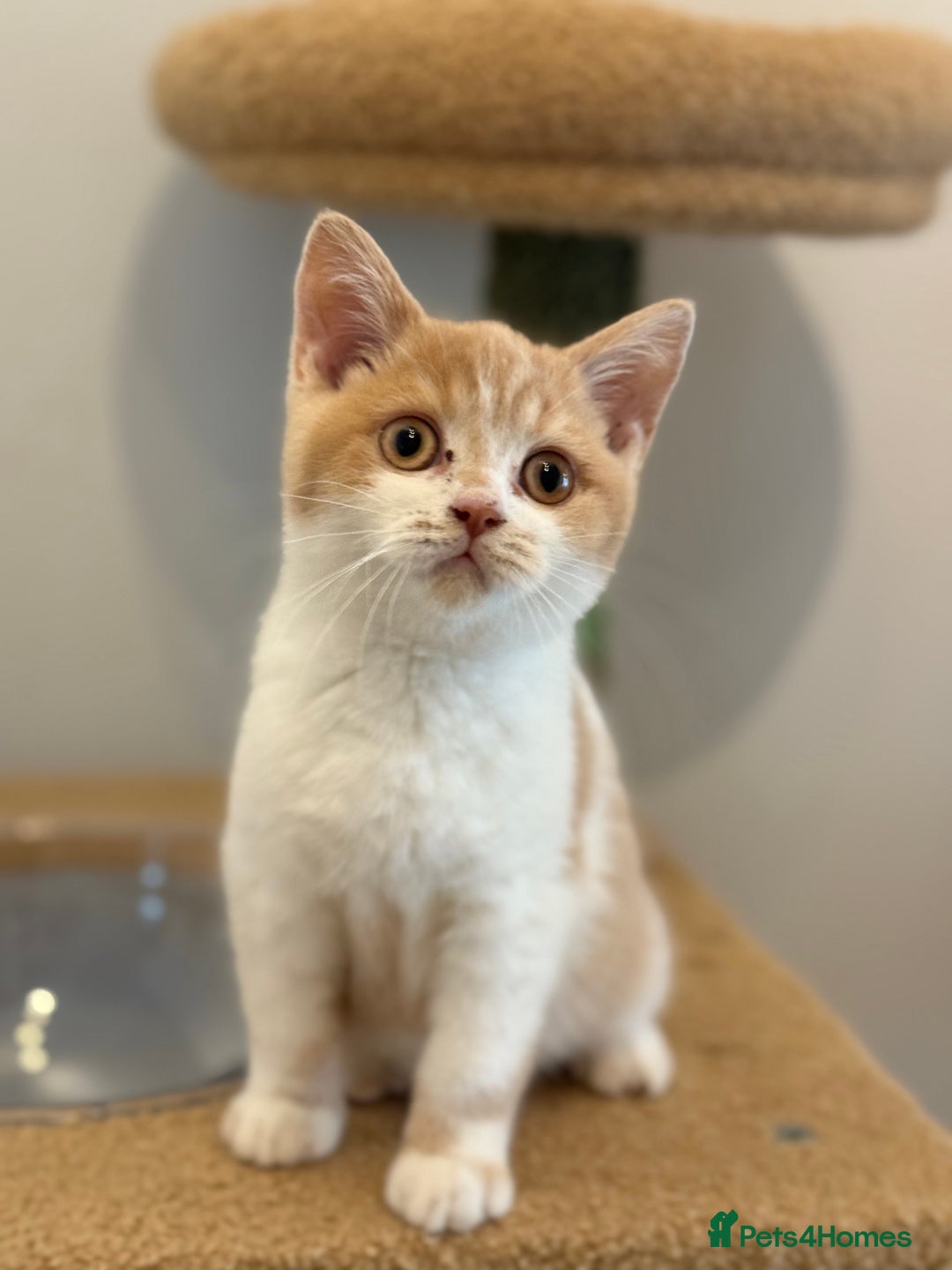 British Shorthair cats for sale: Top quality GCCF reg BSH grand champion lines - Image 33