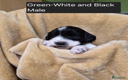 Mixed Breed dogs for sale: Gorgeous pup's for sale - Advert 9
