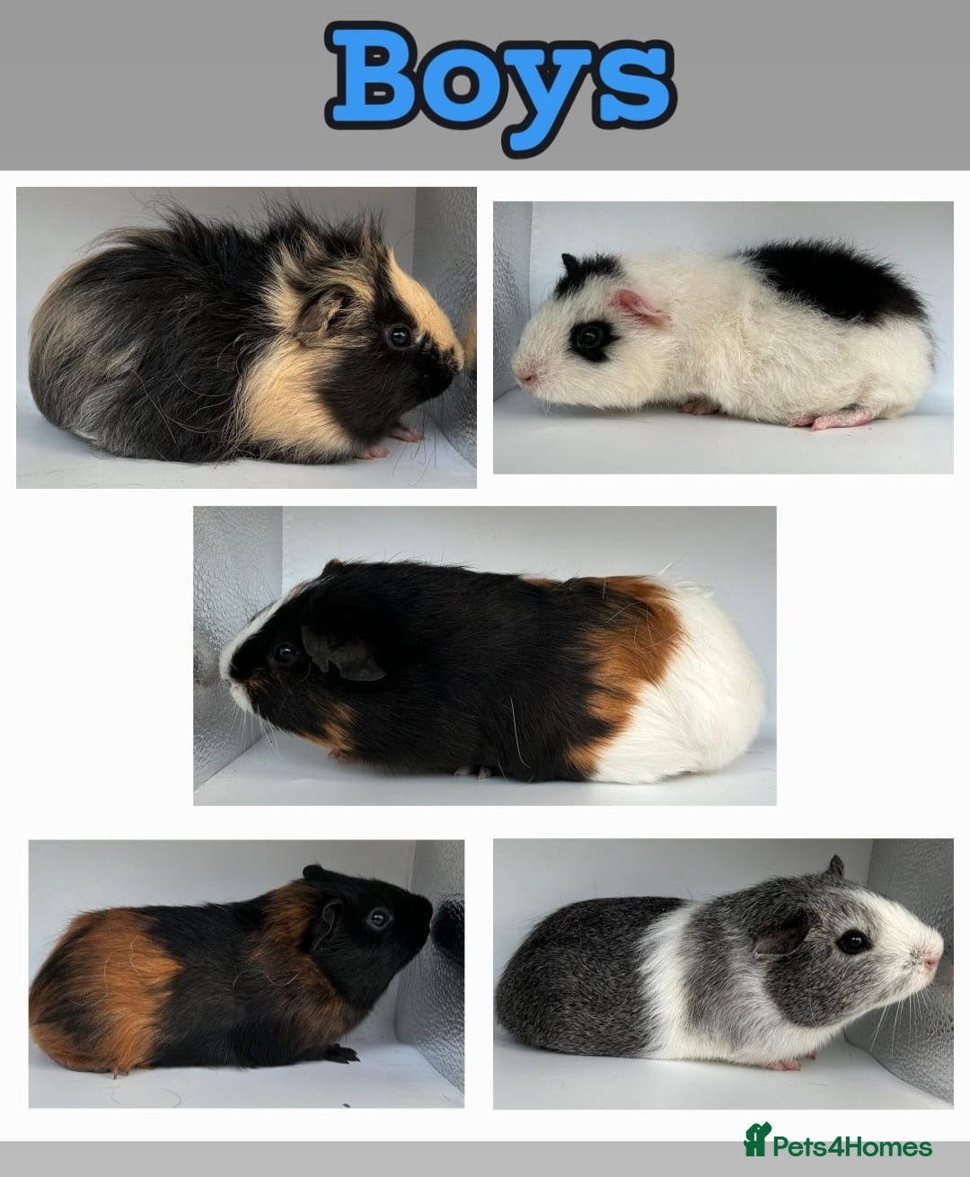 Guinea Pig rodents Guinea Pigs  - Advert 1