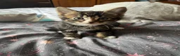 Mixed Breed cats for sale: 6 kittens for sale  - Advert 6