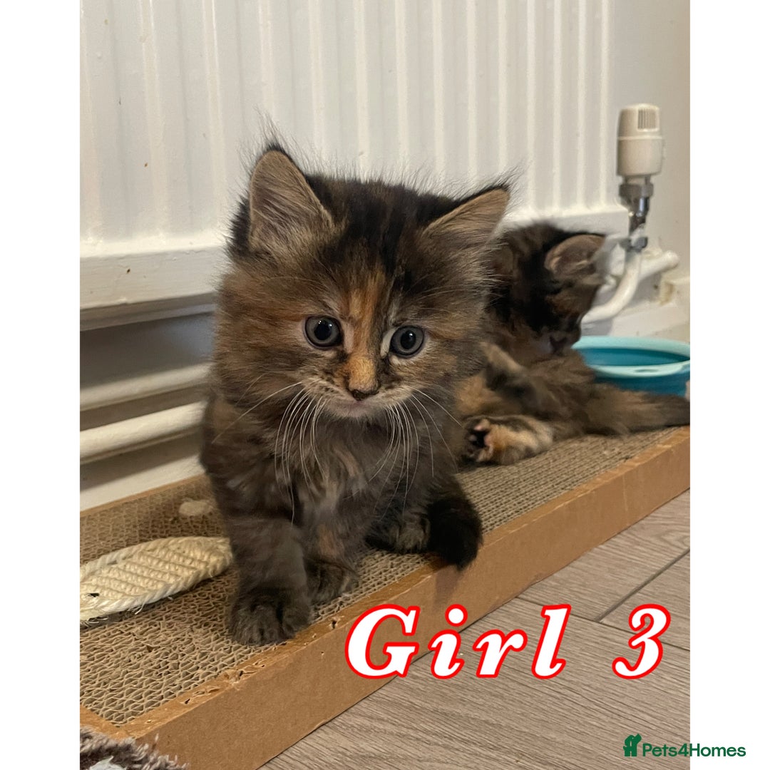 Mixed Breed cats for sale: 4 female kittens are looking for loving homes 🏡  - Advert 6