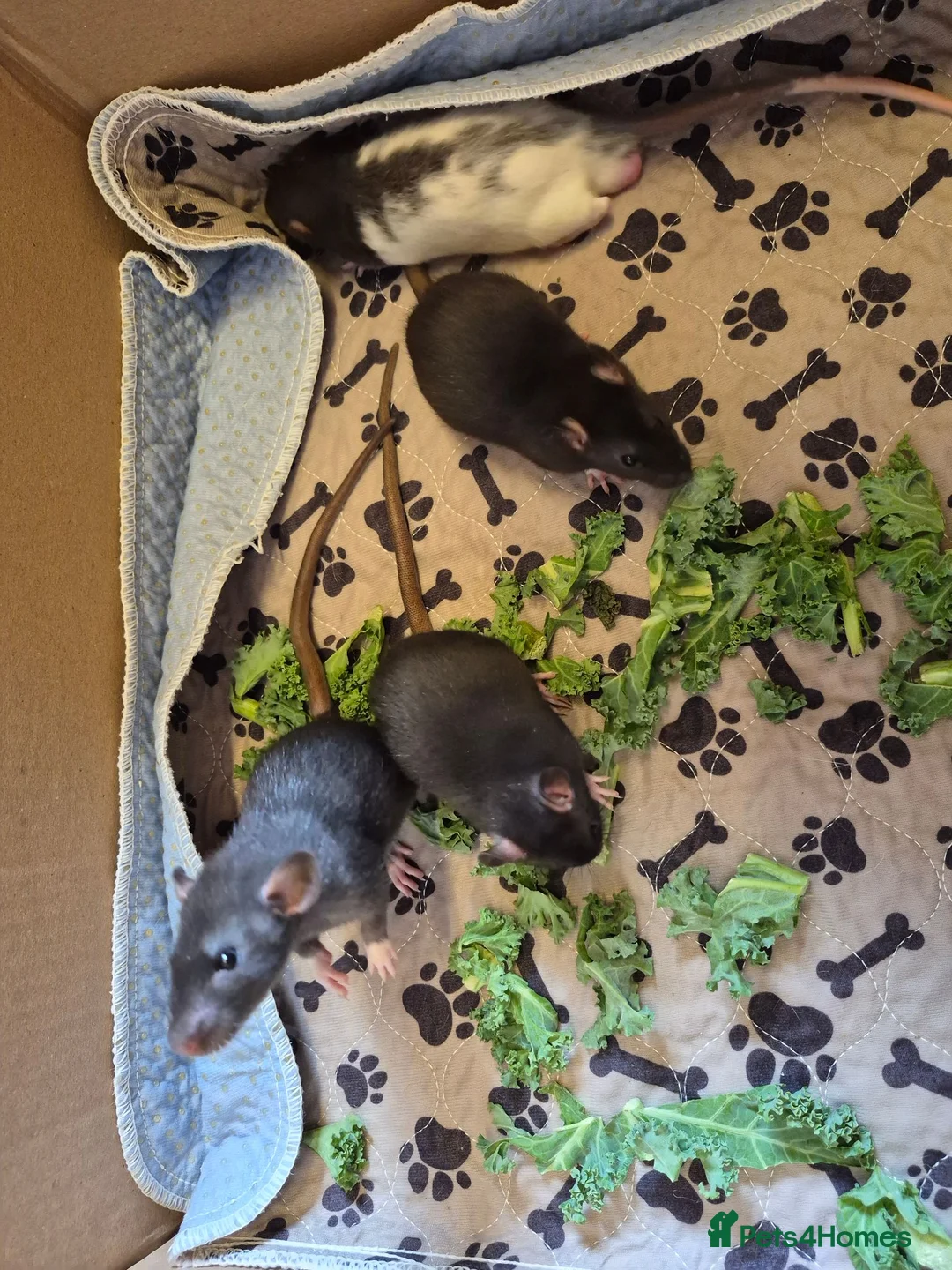 Rat rodents for sale: Baby rats 6 weeks old - Advert 4