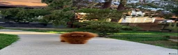 Toy Poodle dogs for stud: TINY ASIAN TEDDY POODLE STUD - Advert 4