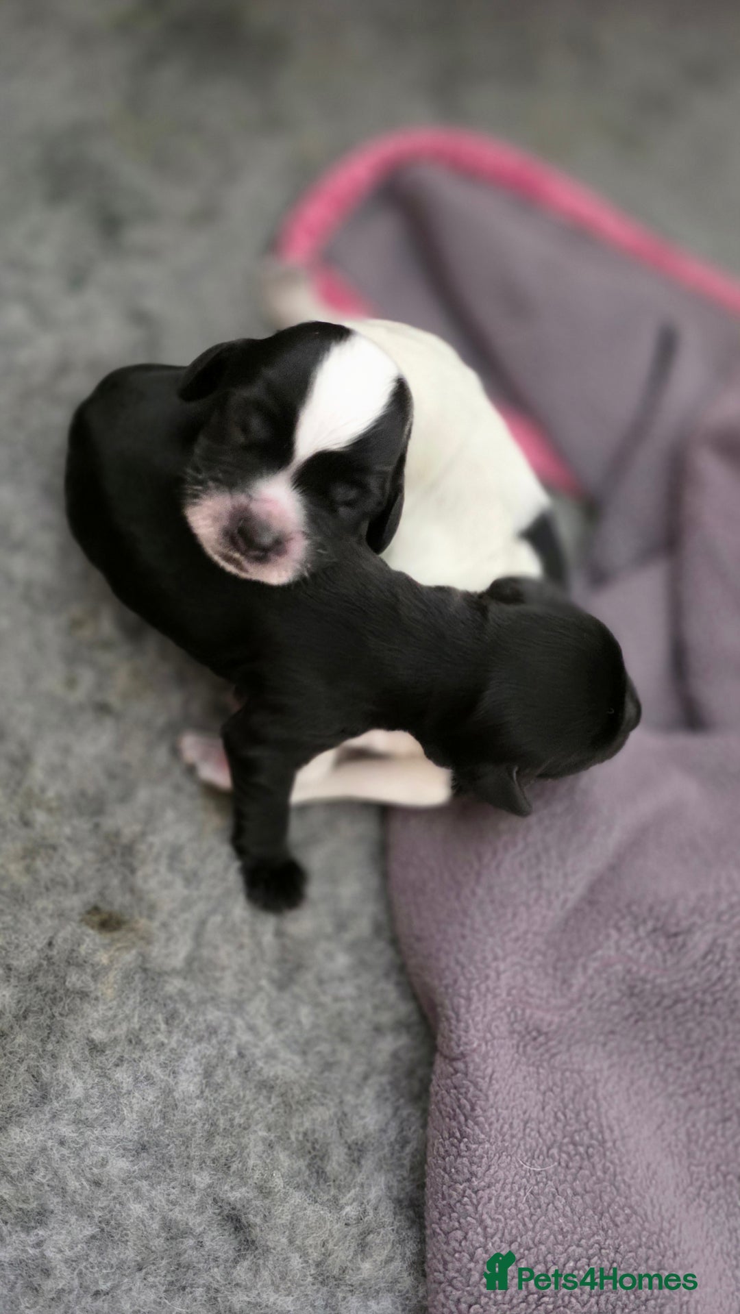 Cocker Spaniel dogs for sale: 🐾 Working Cocker Spaniel Puppies for Sale £800  - Image 20