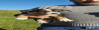 Border Collie 3