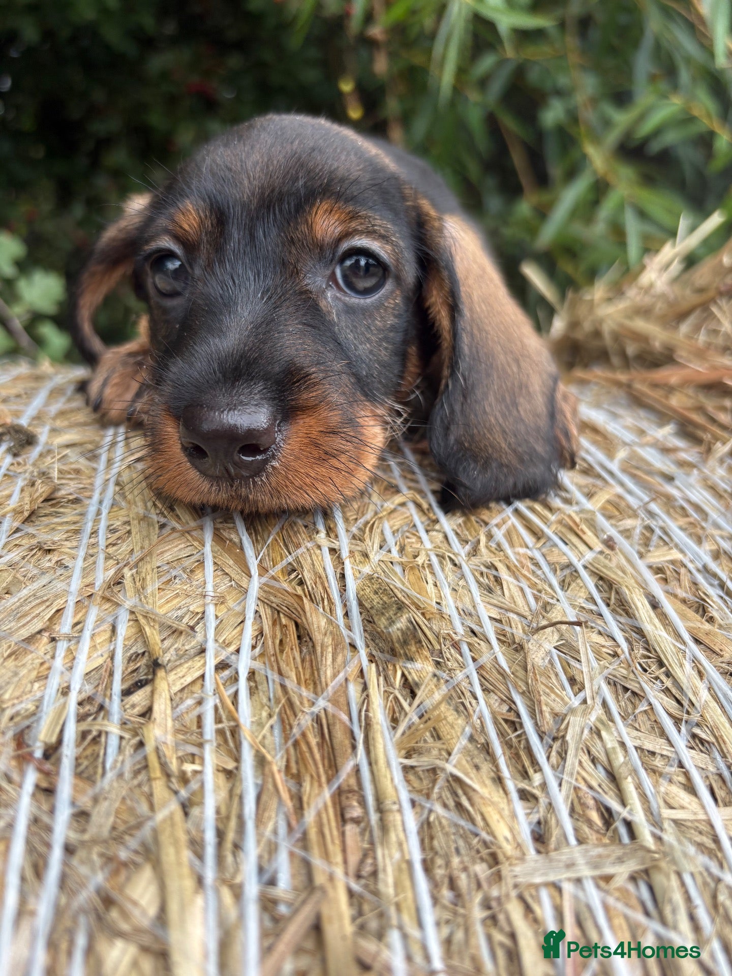 Dachshund dogs ✨Health tested quality KC standard dachshunds✨  - Advert 1