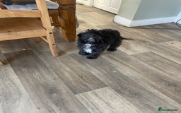 Cockapoo dogs for sale: Black and white female cockapoo five months old  - Image 4