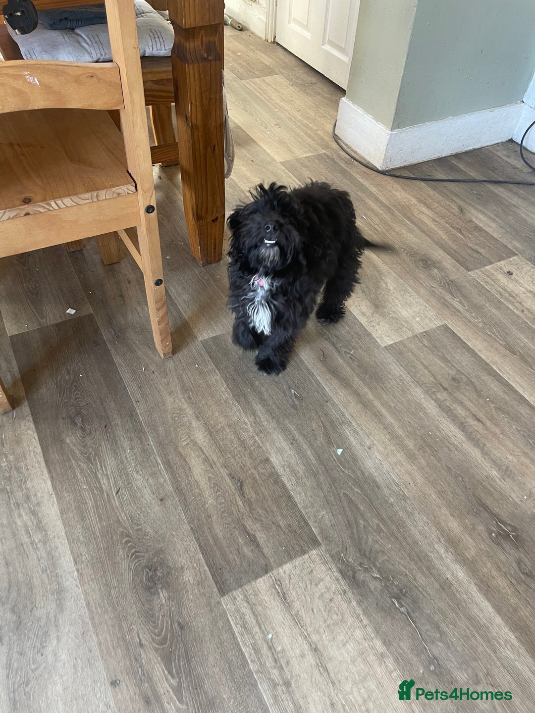 Cockapoo dogs for sale: Black and white female cockapoo five months old  - Image 4