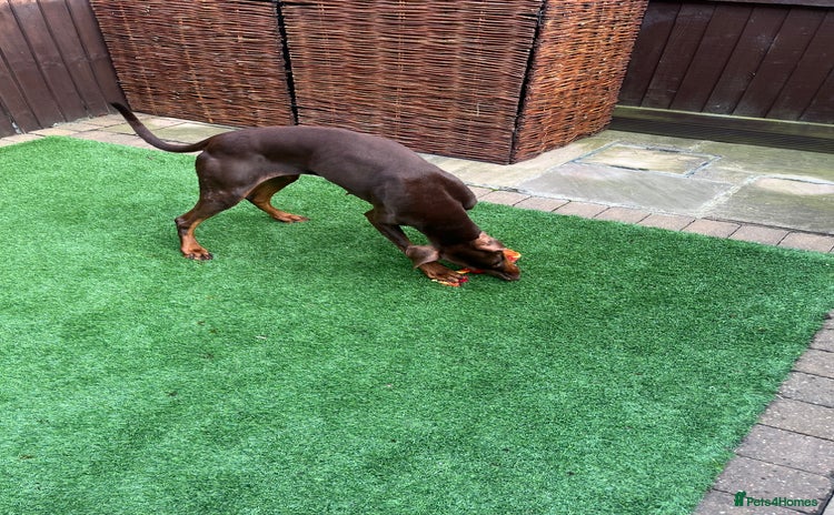 Dobermann dogs - Advert 1