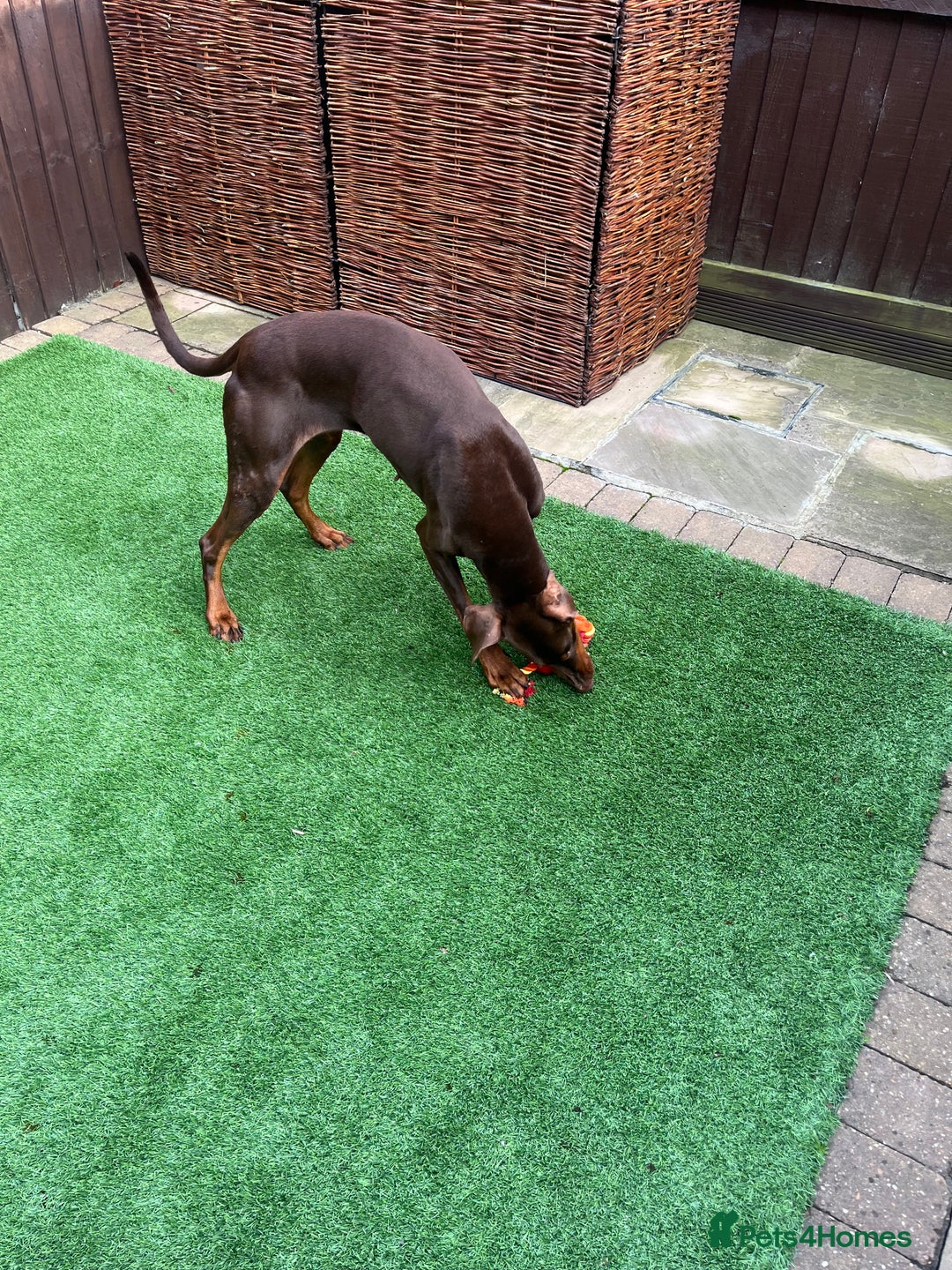Dobermann dogs for sale: female pure breed chocolate Doberman for sale.  - Image 1