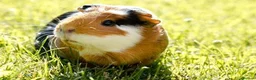 Guinea Pig rodents for sale: 2 female guinea-pig £40(1 year old) - Advert 2