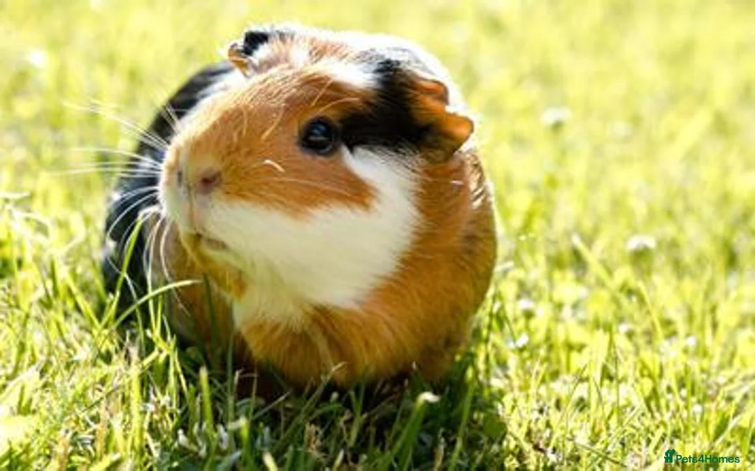 Guinea Pig rodents for sale: 2 female guinea-pig £40(1 year old) - Advert 2