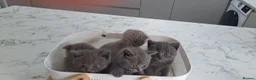 Scottish Fold cats for sale: Scotish fold & british straignt kittens  in Melton Mowbray - Advert 4